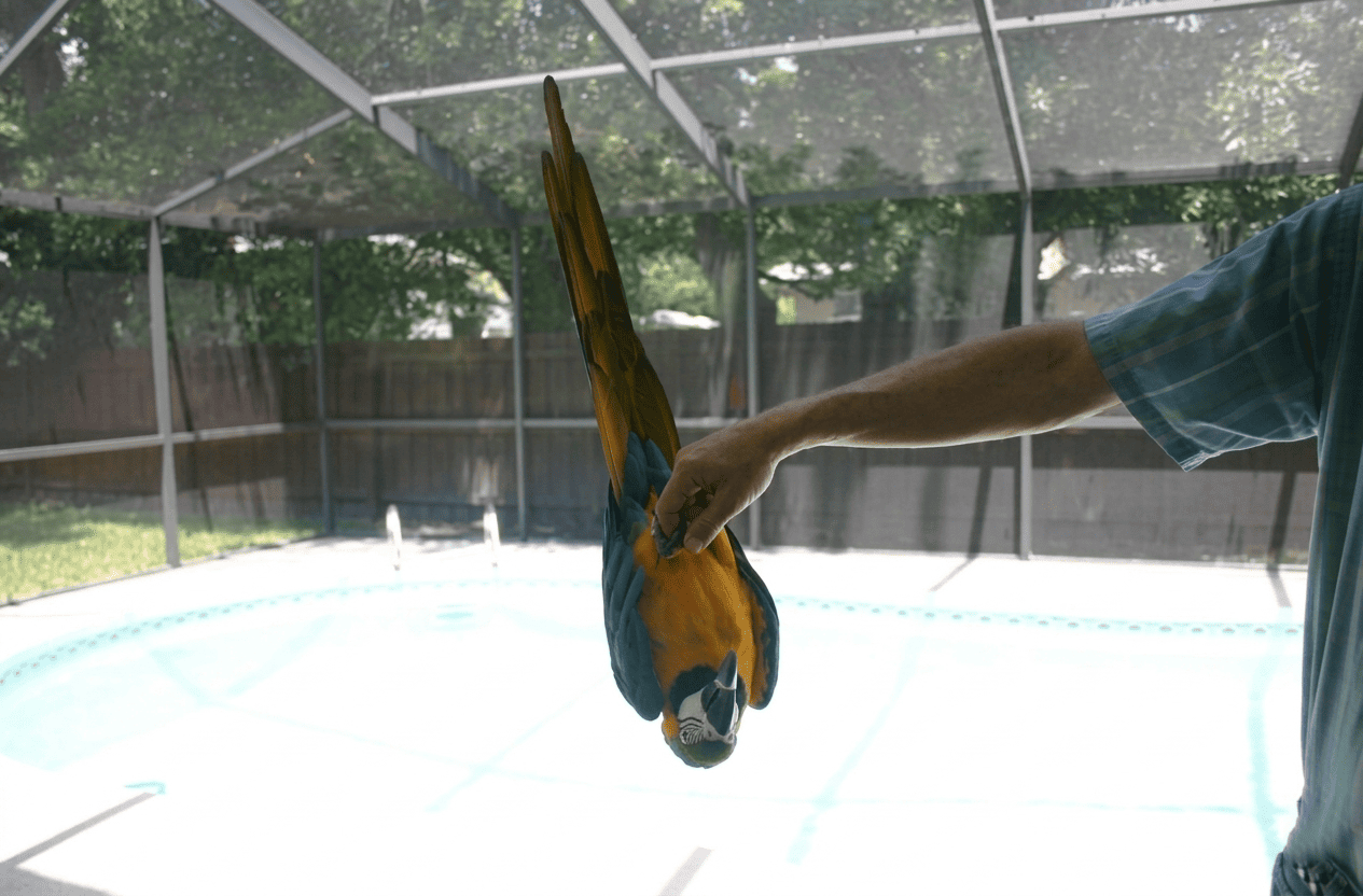 Arielle the macaw hanging upside down on her perch