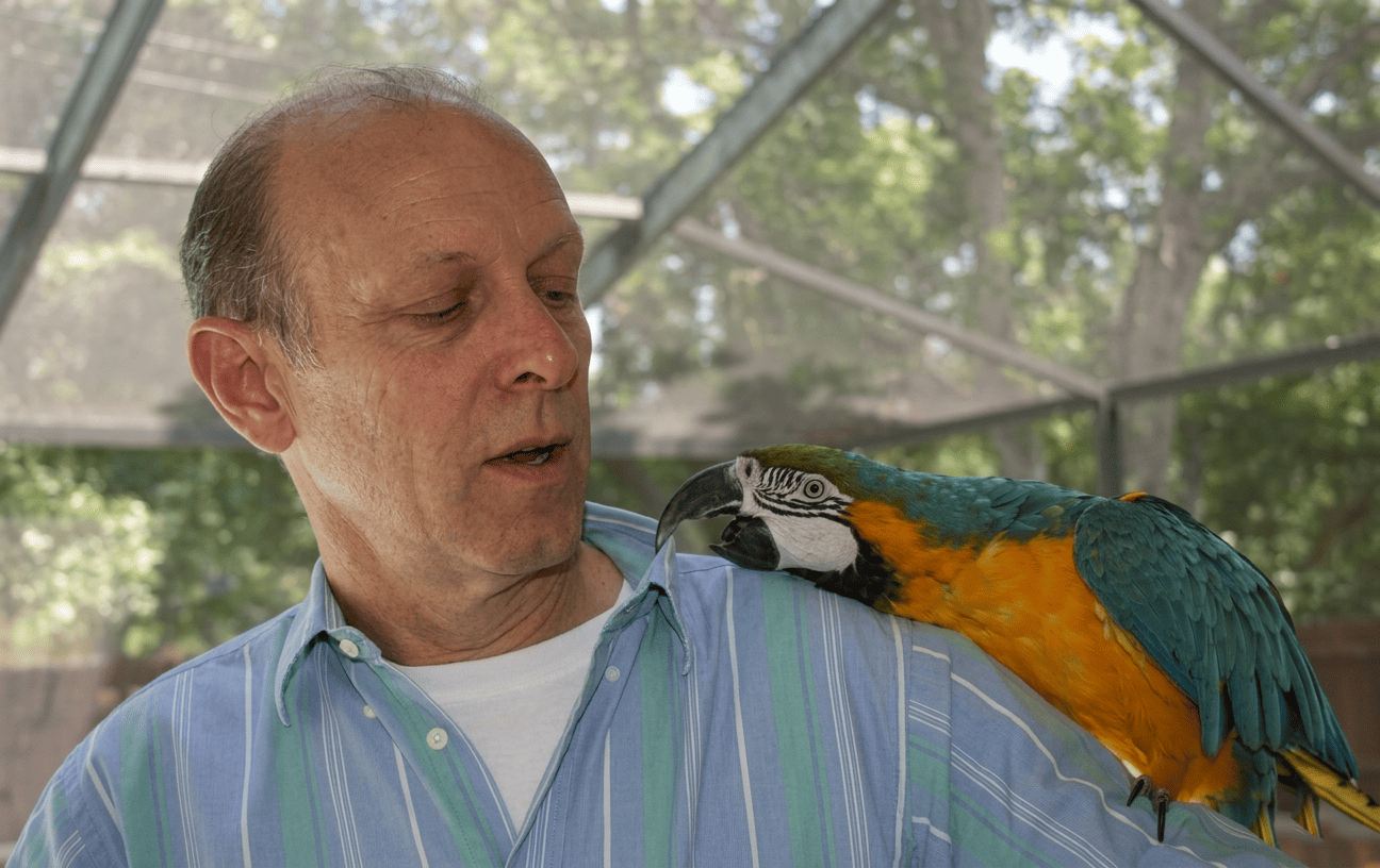 Arielle the macaw climbing onto her owner's shoulder during an interspecies communication session