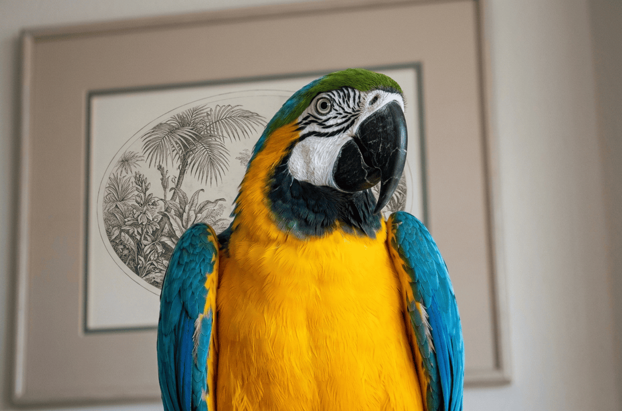 A vibrant blue and yellow macaw parrot perched indoors, showcasing its striking feathers, detailed facial markings, and curved black beak. The background features a minimal framed botanical artwork, creating a calm and elegant setting. Ideal for topics related to exotic birds, parrots, wildlife photography, and pet care.